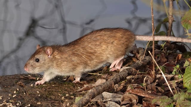 Alerta urgente por hantavirus: estos son los primeros síntomas que aparecen tras el contagio y que la mayoría confunde con un simple resfrío