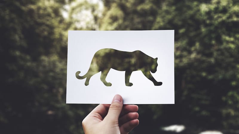 Si las muertes siguen en aumento, el 2024 podría ser el año más letal para la especie en casi una década.