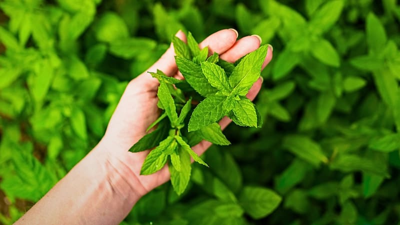 <div class="migrated-promo-image__description"><div class="migrated-promo-image__source">Fuente: Freepik</div></div>