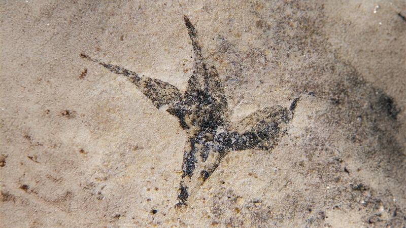 <div class="migrated-promo-image__description"><div class="migrated-promo-image__source">Fuente: CONICET</div></div>