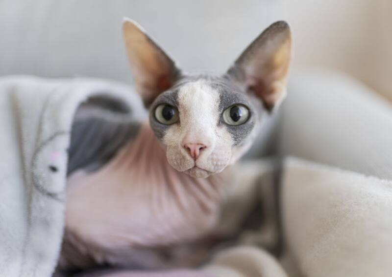 Los gatos Sphynx tienen la menor esperanza de vida. (Foto: Freepik)