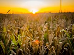 Exportaciones: ¿cuántos dólares aportará el agro este año?