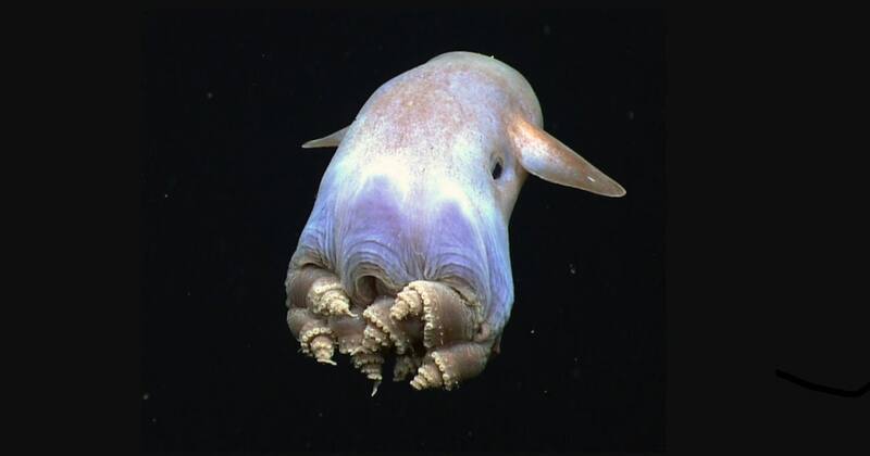Pulpo Dumbo. Fuente: National Geographic