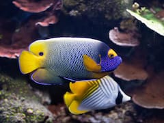 El país de Latinoamérica donde "llueven peces" una vez por año: descubre la razón de este extraño fenómeno