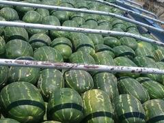 El productor de sandías que le escribió a Sturzenegger ya trabaja para volver a exportar después de siete años