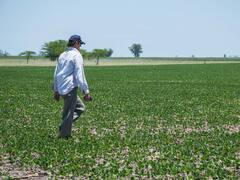 Alquileres rurales: precios sostenidos pese a la baja rentabilidad del campo