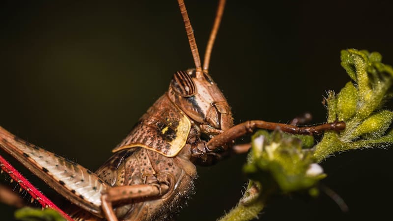 La especie fue asediada por una invasión de roedores que casi termina con su existencia.