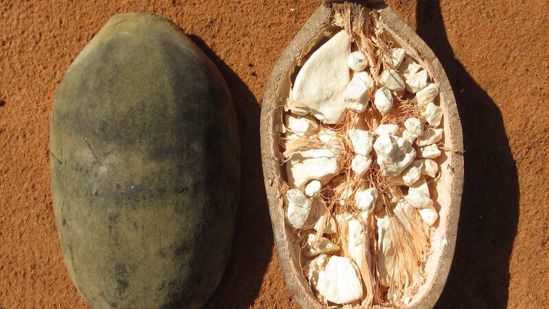 Se destaca como una alternativa prometedora para mejorar la calidad de vida.