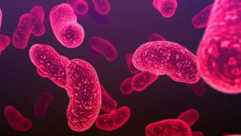 Detectan riesgo de Salmonella y Listeria en productos congelados de Viva distribuidos en varios estados de EE.UU. Fuente: Shutterstock.