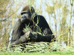 Investigadores encontraron gorilas en África que se automedican: por qué son la clave para hallar nuevos tratamientos medicinales