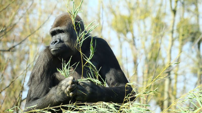 Los gorilas occidentales de las tierras bajas en Gabón seleccionan plantas específicas para automedicarse.