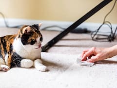 Adiós al olor de orina de gato en la casa: así puedes quitarlo para siempre