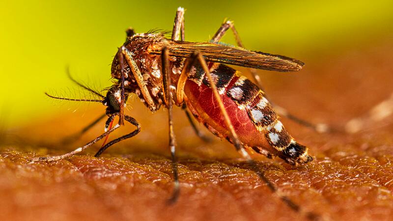 Las vacunas ofrecen esperanza pero no son una solución inmediata al problema del dengue en Brasil. (Foto: Archivo)