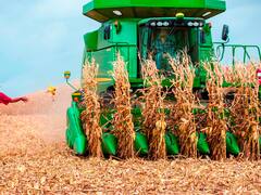 Trigo transgénico: en medio de la polémica con Brasil, cuál es la posición del gobierno argentino