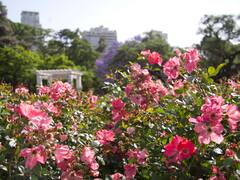 Rosas gratis: el Rosedal entrega esquejes para que plantes en tu casa, ¿hasta cuándo hay tiempo y dónde pedirlos?