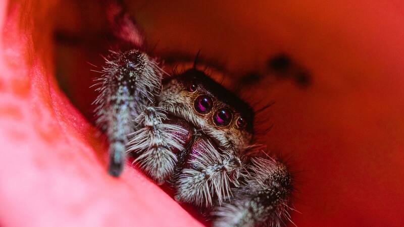 La especie se vio beneficiada por las condiciones climáticas favorables del entorno.