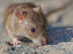Adiós ratones: la fruta que es un repelente natural para ahuyentar roedores de tu casa de manera segura