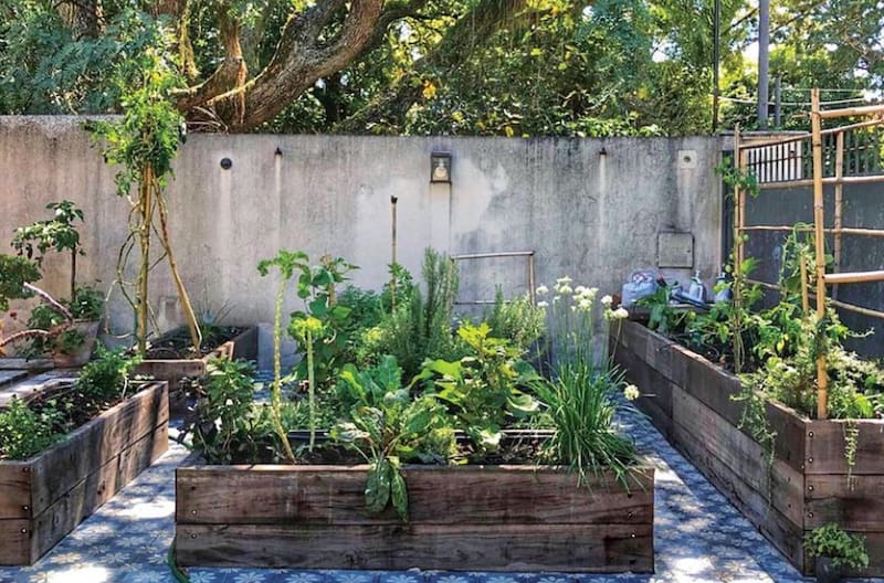 Las 3 verduras que conviene sembrar en octubre para tener cosecha en primavera y verano: cuánto tardan en crecer.