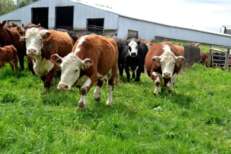 En los campos ganaderos la hectárea, en promedio, está u$s 4000