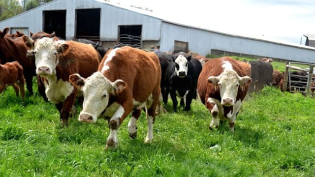 Ministerio de Ganadería logró cuatro acuerdos comerciales con China y espera firmar otros más en las próximas semanas