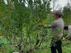 Cuando las desregulaciones favorecen a las grandes empresas: el caso de los yerbateros en Misiones