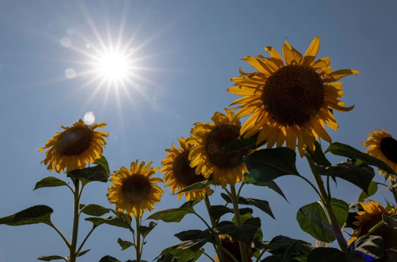 El girasol es una planta resistente a las altas temperaturas. Foto: Archivo Cronista México.