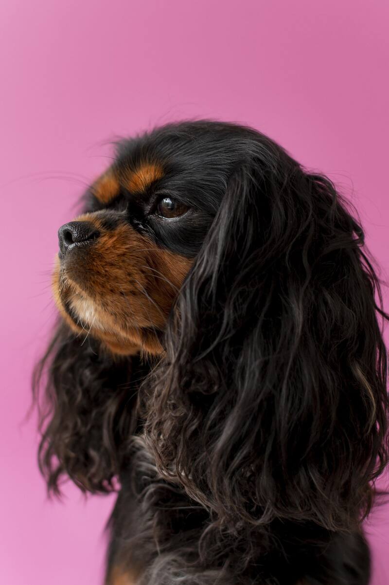 El Cavalier King Charles Spaniel ocupa el segundo lugar. (Fuente: Freepik)