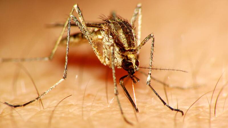 La enfermedad es transmitida por un mosquito. (Foto: Pixabay).