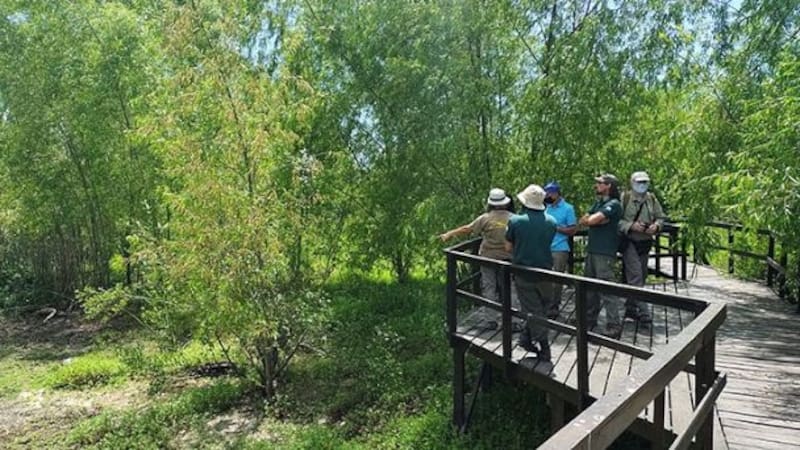 Puente de madera de la Reserva de Punta Lara.