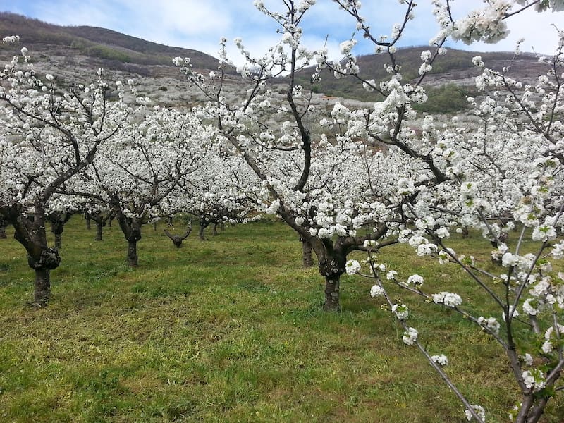 Las flores de las cerezas del Valle del Jerte. (FOTO: Pixabay)