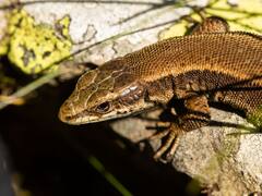 Descubrimiento arqueológico: hallaron un antiguo reptil en Sudamérica que aportó evidencia sobre el origen de los dinosaurios