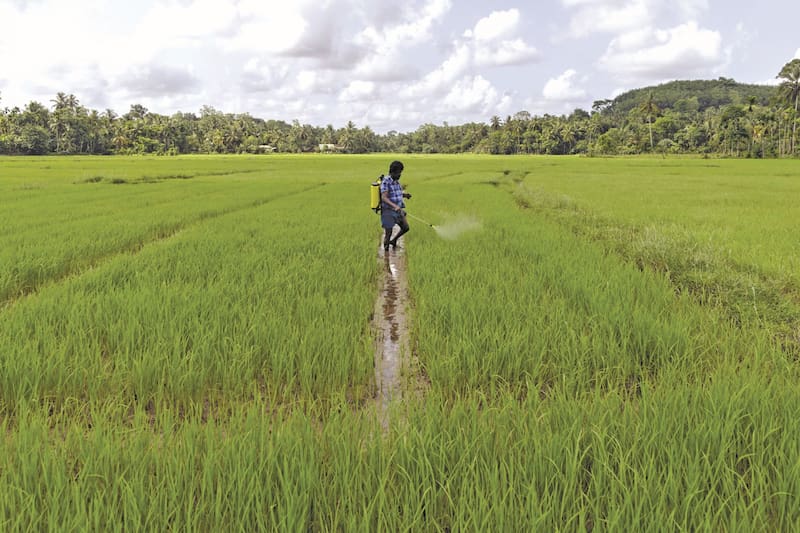 Un granjero rocía fertilizante en un arrozal. La caída en los rendimientos del arroz ha significado un aumento en las importaciones.