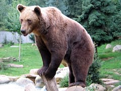 Reapareció el oso pardo en un lugar que aman los argentinos: qué significa su regreso