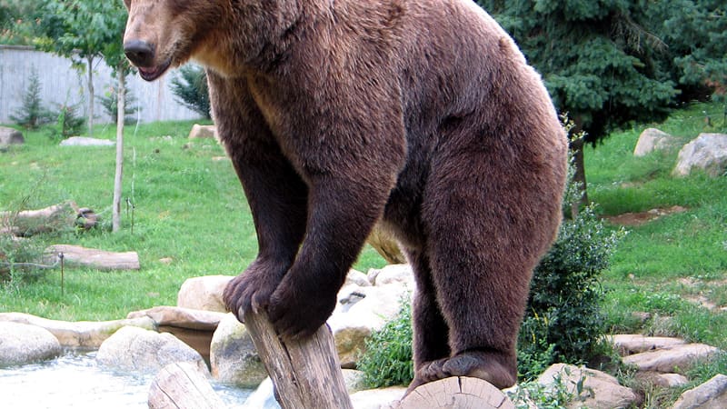 El oso pardo europeo forma parte de la fauna de la zona. (Foto: Wikipedia).