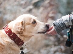 La Ley de Bienestar Animal impide pasear a las mascotas de esta forma: las normas obligatorias para evitar sanciones