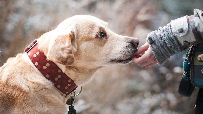 La Ley de Bienestar Animal impide pasear a las mascotas de esta forma: las normas obligatorias para evitar sanciones