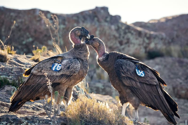Jácome y su equipo rescataron 427 cóndores silvestresy criaron 81 pichones