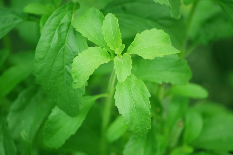 La Stevia es un endulzante natural proveniente de la planta Stevia rebaudiana. Fuente: archivo
