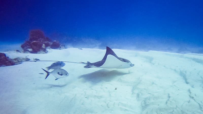 La ciudad submarina de hace 7000 años que transforma todo lo que sabemos sobre las civilizaciones antiguas.