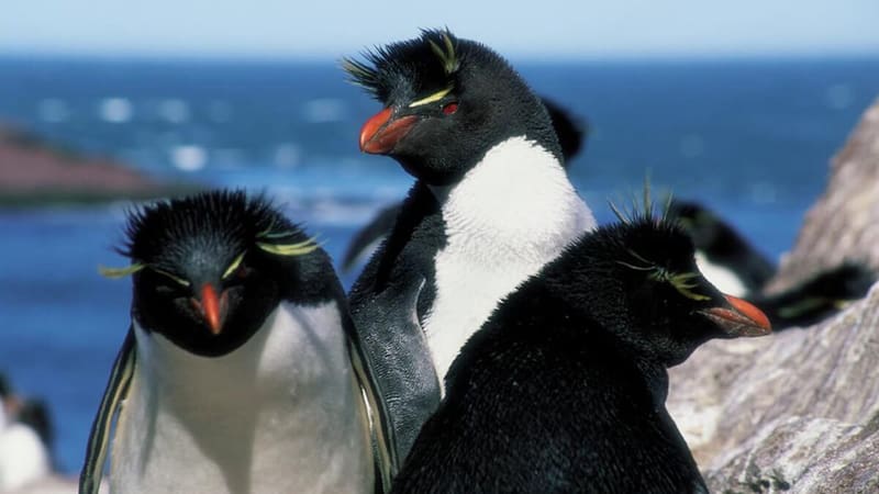 Los pingüinos con plumas amarillas que le salen a los lados de la cabeza y tienen los ojos rojos (Fuente: turismo.deseado.gob.ar)