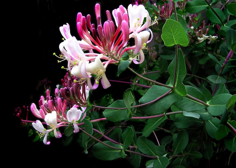 La planta de madreselva es utilizada para hacer té. Fuente: Pixabay.