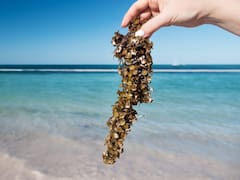 El mal olor de las algas y la fortaleza del peso afectan al turismo en las playas de México