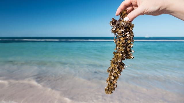 El mal olor de las algas y la fortaleza del peso afectan al turismo en las playas de México