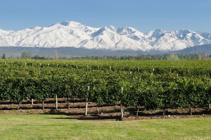 Viñedos de Mendoza. (Fuente: archivo).