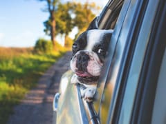 La DGT, sobre cómo deben viajar las mascotas en el coche: “Los animales de compañía no pueden molestar al conductor”