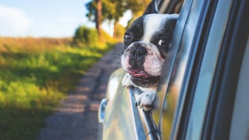 La DGT, sobre cómo deben viajar las mascotas en el coche: “Los animales de compañía no pueden molestar al conductor”