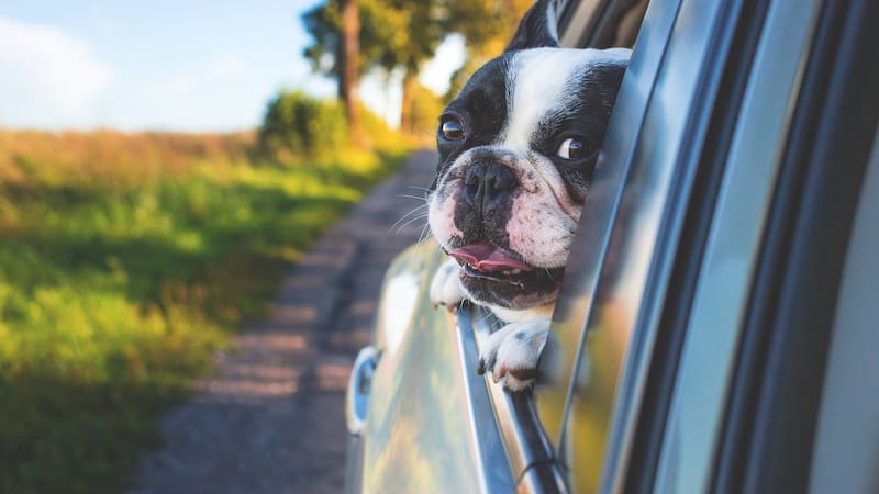 La DGT recuerda que las mascotas no deben viajar sueltas en el vehículo, ya que su peso puede multiplicarse durante un impacto.