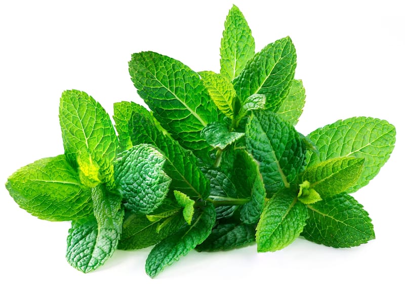 Cómo agregar menta al mate para potenciar sus beneficios: favorece la digestión, despeja la mente y brinda una sensación de frescura. Fuente: Shutterstock