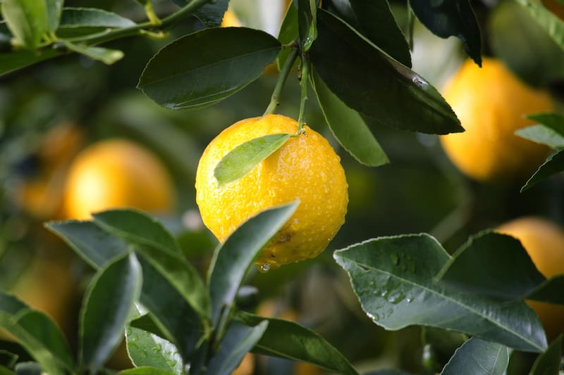 Poner papel aluminio en el limonero puede salvar tus limones: para qué sirve y por qué lo recomiendan. Fuente: Shutterstock