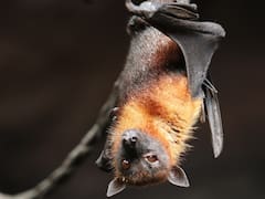 Los científicos ya lo identificaron y piden no subestimarlo: este es el murciélago que podría provocar la próxima gran pandemia